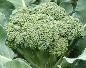 Green Sprouting Calabrese Broccoli Seeds | Non GMO Heirloom Fall Garden Winter Vegetable Seed Broccolini For 2024 Season Fast Shipping