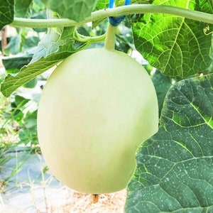 Green Flesh Honeydew Melon Seeds Cucumis Melo Honey Girl Dew Cantaloupe Bailan Wallace Inodorus Fruit Seed For 2024 Season Fast Shipping image 1