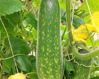 Fuzzy Star Fuzzy Melon Seeds | Wax Gourd Fuzzy Hair Hairy Squash Chi Qua Mo Gwa Mokwa Winter Ash Asian Vegetable Seed for 2024 Fast Shipping