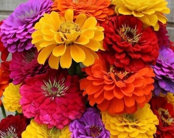 California Giants Mix Zinnia Seeds | Cut and Come Again Garden Rainbow Flowers Seed Sunflower Rose Plant Seed For 2024 Season Fast Shipping