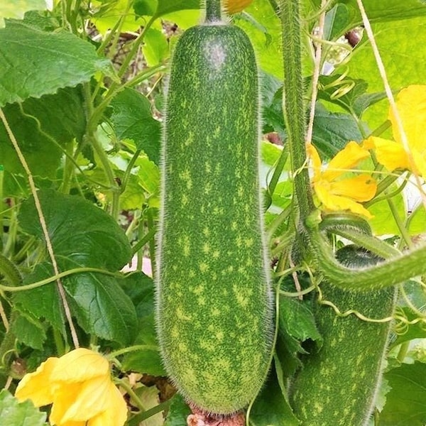 Fuzzy Star Fuzzy Melon Seeds | Wax Gourd Fuzzy Hair Hairy Squash Chi Qua Mo Gwa Mokwa Winter Ash Asian Vegetable Seed for 2024 Fast Shipping