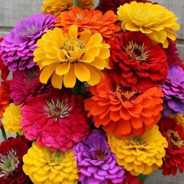 Cut Flower Seeds Etsy