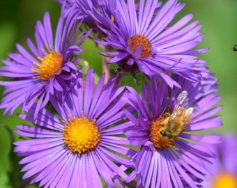 Tahoka Daisy (Prairie Aster) Seeds | Tansyleaf Tansyaster Purple Pink Daisy Sunflower Sun Flower Seed Non GMO For 2024 Season Fast Shipping