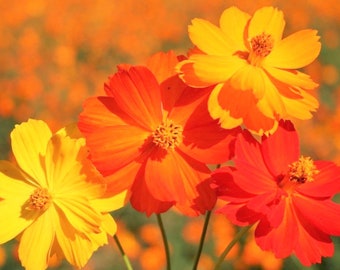 Bright Lights Mix Sulfur Cosmos Seeds | Red, Orange, Yellow Cosmo Flowers Summer Sunshine Mix Flower Seed Non GMO 2024 Season Fast Shipping