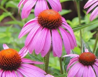 Purple Coneflower Seeds | USA Perennial Garden Flower Hedgehog Cone Flower Pink Seed Echinacea Sunflower Rose Non GMO Heirloom 2024 Season