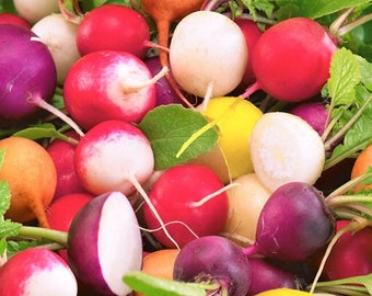 Crayon Colors Mix Radish Seeds | Colorful Rainbow Yellow Pink Purple White Radishes Garden Root Vegetable Seed For 2023 Season Fast Shipping