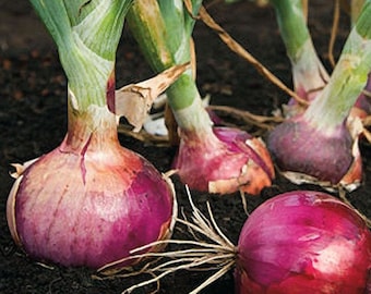 Red Burgundy Onion Seeds | Sweet Short Day Onions Heirloom Garden Vegetable Sets Transplants Green Onions Scallion Seed 2024 Fast Shipping