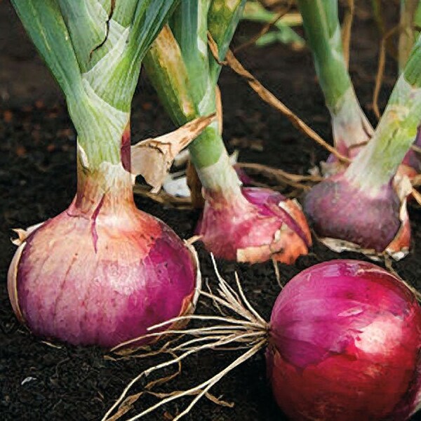 Short Day Onion Sets Etsy