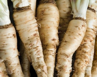 Mammoth Sandwich Island Salsify Seeds / NO GMO Heirloom White Oyster Plant Fall Garden Root Vegetal Semilla de chirivía para 2024 Envío rápido