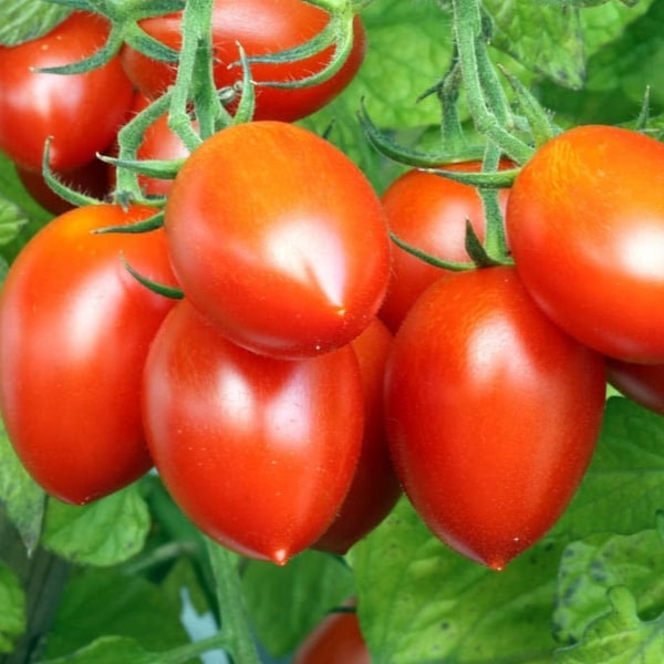 Roma Tomato Seeds | Determinate Italian Plum Tomatoes Pomodoro Amish Paste San Heirloom Fruit Vegetable Seed For 2024 Season Fast Shipping