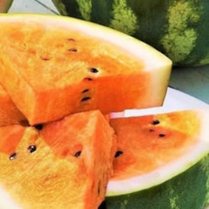 Tendersweet Orange Watermelon Seeds | Non GMO Heirloom Tropical Exotic Melon Orangeglo Crimson Garden Fruit Seed 2024 Season Free Shipping