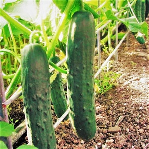 Marketmore 76 Cucumber Seeds Dark Green Straight Strong Disease Resistance No Stippling Pickle Vegetable Seed Fresh For 2024 Fast Shipping image 1