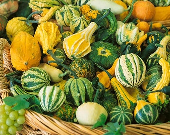 Small Ornamental Gourd Mix Seeds | Fall Autumn Wing Pumpkin Winter Squash Colorful Live Decorative NonGMO USA Garden Seed 2024 Fast Shipping