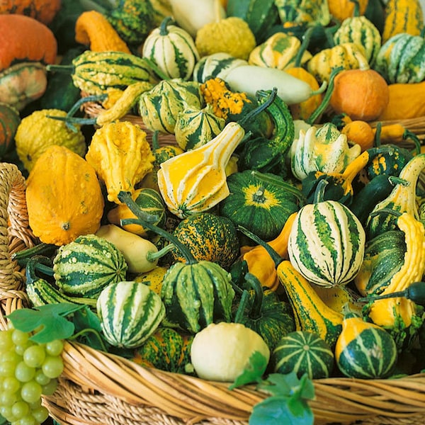 Small Ornamental Gourd Mix Seeds | Fall Autumn Wing Pumpkin Winter Squash Colorful Live Decorative NonGMO USA Garden Seed 2024 Fast Shipping