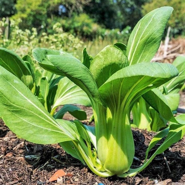 Graines de bok choy Shanghai Green Stem | USA Pak Choi Pok Choy Canton Légumes asiatiques Conseils de chou chinois Épinards Saison 2024 Expédition rapide