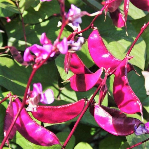 Purple Moon Hyacinth Bean Seeds (Pole) | Lablab Purpureus Dolichos Tonga Njahi Seim Bataw Beans USA Vegetable Seed 2024 Season Fast Shipping