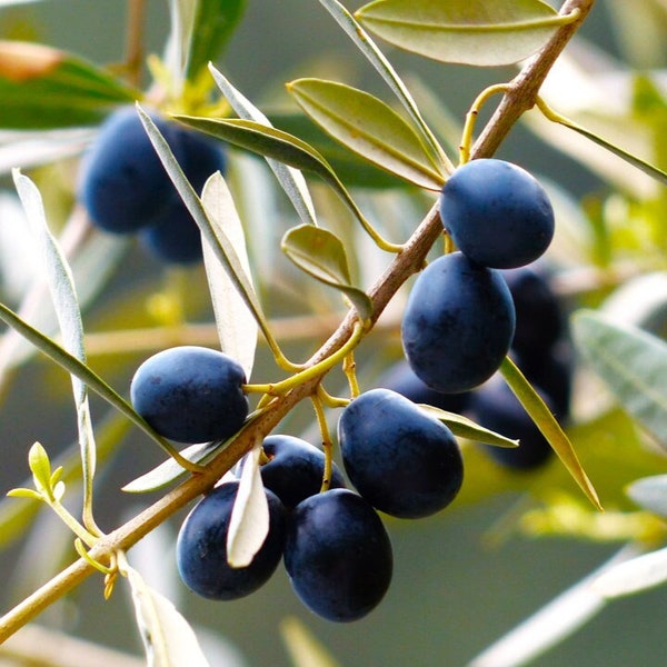 Canino Olive Tree Seeds | Canina Tuscan Mediterranean Italian Extra Virgin Oil Green Black Perennial Trees Seed 2024 Season Fast Shipping