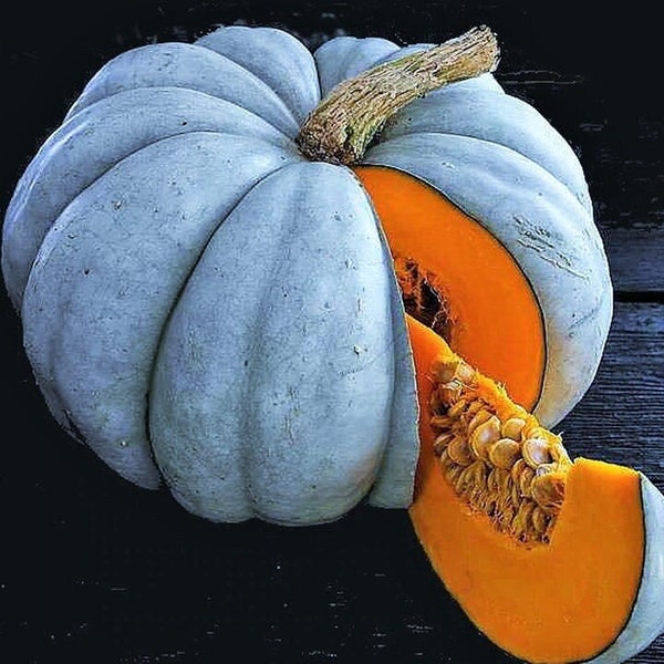 Jarrahdale Blue Pumpkin Seeds | Cinderella Fairytale Winter Squash Jarradale Queensland Moon Doll Vegetable Seed 2024 Season Fast Shipping