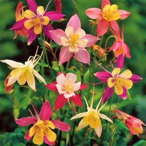 McKana Giants Mix Columbine Seeds | AAS Winner Aquilegia Caerulea BiColored Spurs Granny's Bonnet Perennial Flower Seed 2024 Fast Shipping