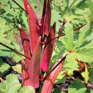 Burgundy Red Okra Seeds | Heirloom Garden Southern Clemson Okras Fire Candle Vegetable Seed Non GMO Heirloom Fresh 2024 Season Fast Shipping