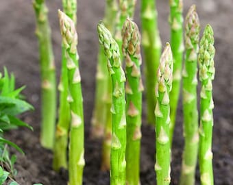 20PCS Asparagus Seeds Organic Heirloom Rare Green Vegetable Perennial GardenP xf