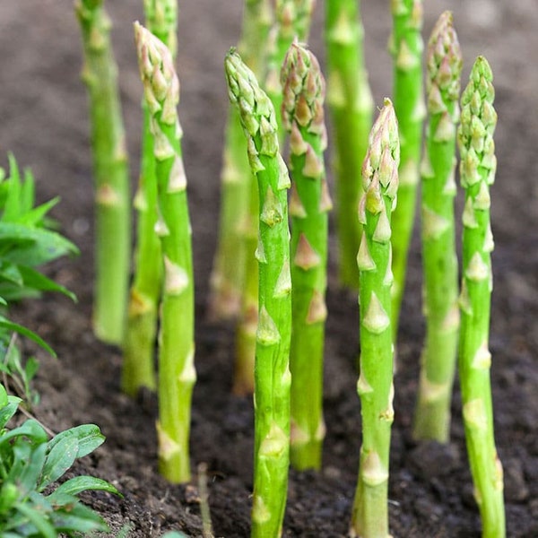 Mary Washington Asparagus Seeds | Perennial Cold Hardy Non GMO Heirloom Broccoli Fall Garden Root Vegetable Seed 2024 Season Fast Shipping