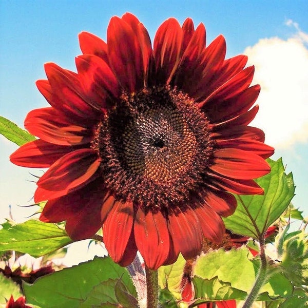 Velvet Queen Sunflower Seeds | Big Red Sun Flower Rouge Burgundy Maroon Garden Pink Rose Flowers Seed Non GMO For 2024 Season Fast Shipping