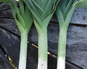 American Flag Leek Seeds | Allium ampeloprasum Ramps Leeks Scallion Bunching Green Onion Heirloom Vegetable Seed 2024 Season Fast Shipping