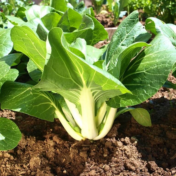 Large White Stem Bok Choy Seeds | Big Canton Joi Choi Chinese Cabbage USA Pak Choi Pok Choy Asian Vegetable Seed 2024 Season Fast Shipping