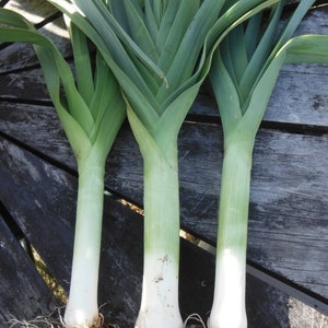 American Flag Leek Seeds | Allium ampeloprasum Ramps Leeks Scallion Bunching Green Onion Heirloom Vegetable Seed 2024 Season Fast Shipping