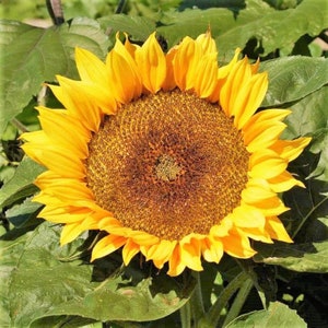 Dwarf Sunspot Sunflower Seeds | Helianthus Anuus Short Stuff Big Smile Yellow Sun Flower Container Flowers Seed 2024 Season Fast Shipping