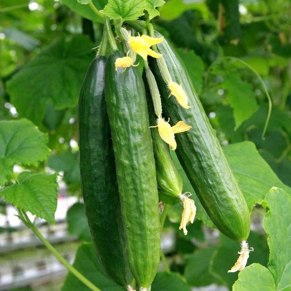 Persian Cucumber Seeds | Lebanese Middle Eastern Cucumbers Beit Alpha F1 Hybrid Burpless Kirby Garden Vegetable Seed For 2024 Fast Shipping