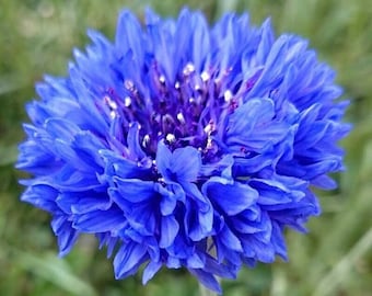 Blue Tall Bachelor Button Seeds | Blue Cornflower USA Garden Corn Flower Edible Seed Plant Vegetable Seed NonGMO 2024 Season Fast Shipping