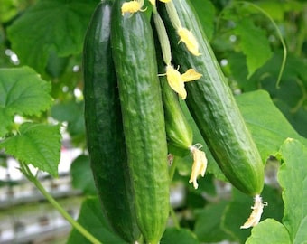 Persian Cucumber Seeds | Lebanese Middle Eastern Cucumbers Beit Alpha F1 Hybrid Burpless Kirby Garden Vegetable Seed For 2024 Fast Shipping