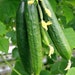 see more listings in the Cuke | Zuke | Patty Pan section