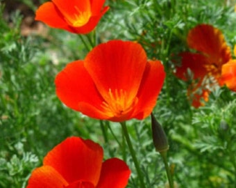 Mikado California Poppy Seeds | Red Orange Poppies Heat Deer Resistant Drought Tolerant USA Ornamental Flower Seed 2024 Season Fast Shipping