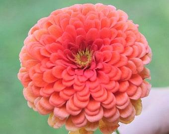 Coral Beauty Zinnia Seeds | Non GMO Heirloom USA Garden Giant Flower Pink Salmon Colorful Rose Seed Bouquet For 2024 Season Fast Shipping