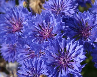 Blue Dwarf Bachelor Button Seeds | Centaurea Cyanus Blue Cornflower Bonnet Edible Flower Seed USA Garden Non GMO 2024 Season Fast Shipping