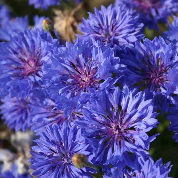 Graines de bouton nain bleu célibataire | Centaurea cyanus bleuet bleu bonnet graines de fleurs comestibles USA jardin sans OGM 2024 saison expédition rapide