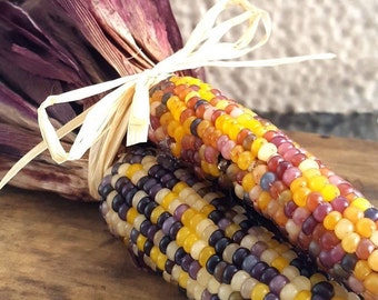 Red Husk Rainbow Ornamental Corn Seeds Ornamental Maize