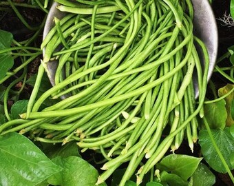 White Yard Long Bean Seeds | Non GMO Light Green Yellow USA Chinese Asparagus Beans String Edamame Asian Vegetable Seed 2024 Fast Shipping