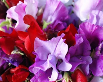Royal Mix Semi di pisello dolce / Profumato Rosso Viola Fiore rosa Seme Pianta da giardino Seme di ortaggi Cimelio non OGM per la stagione 2024 Spedizione veloce