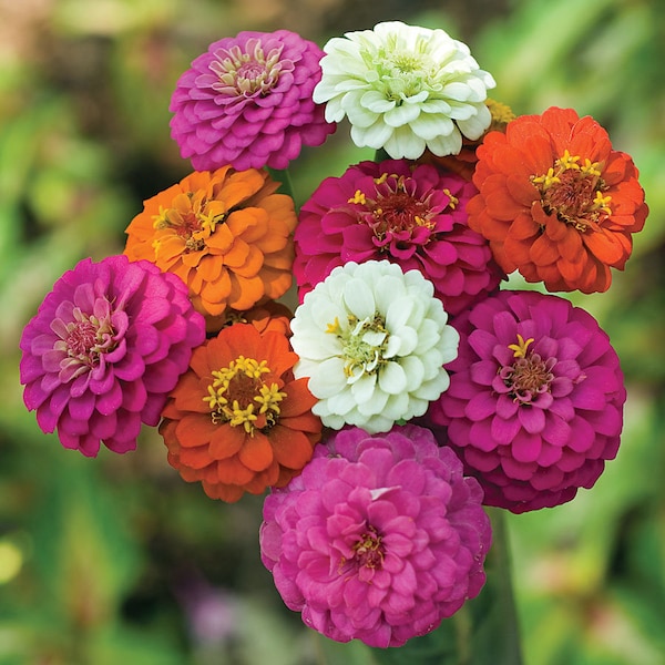 Pumila Mix Zinnia Seeds | Dwarf Zinnias Garden Flower Rainbow Lilliput Pom Pom Pompon Sunflower Rose Plant For 2024 Season Fast Shipping