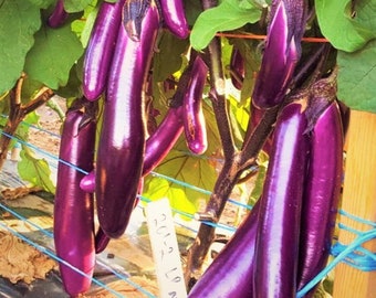 Chinese Eggplant Seeds | Purple Shine Long Asian Aubergine Ping Tung Japanese Eggplants Brinjal Asian Vegetable Seed For 2024 Fast Shipping