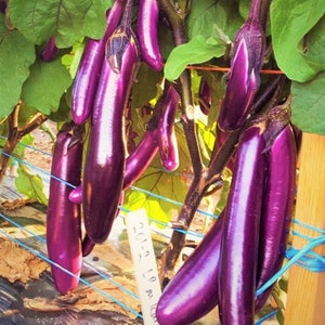 Chinese Eggplant Seeds | Purple Shine Long Asian Aubergine Ping Tung Japanese Eggplants Brinjal Asian Vegetable Seed For 2024 Fast Shipping