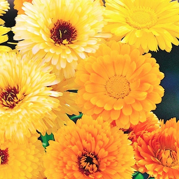 Pacific Beauty Mix Calendula Seeds | USA Garden Flower Pot Marigold Plant Live Rose Orange Yellow Seed NonGMO For 2024 Season Fast Shipping