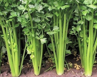 Chinese Celery Seeds (Leaf Celery) | 中芹 Apium Nan Ling Yellow Wild Celery Asian Vegetable Herb Celeriac Seed For 2024 Season Fast Shipping