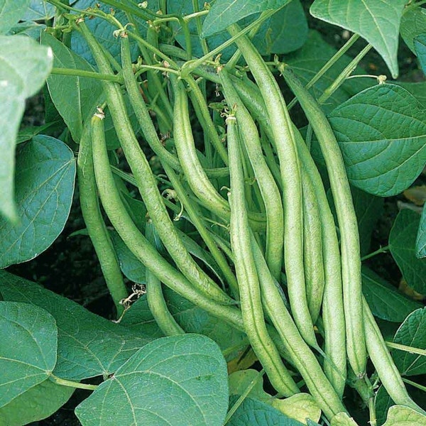 Improved Tendergreen Green Bean Seeds | Powdery Mildew Resistant Non GMO Heirloom Garden Vegetable Stringless Beans Seed 2024 Fast Shipping