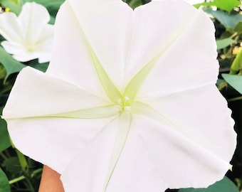 Moonflower Seeds | Ipomoea Alba Moon Flower Large Tropical White Morning Glory Night Blooming Heirloom Vine Seed 2024 Season Fast Shipping