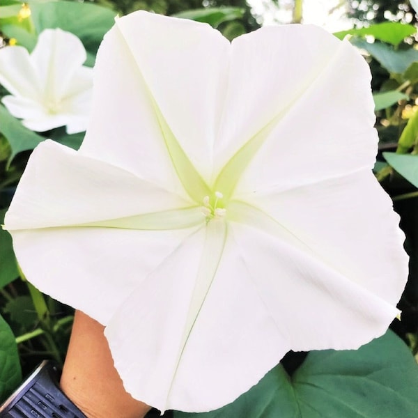 Moonflower Seeds | Ipomoea Alba Moon Flower Large Tropical White Morning Glory Night Blooming Heirloom Vine Seed 2024 Season Fast Shipping